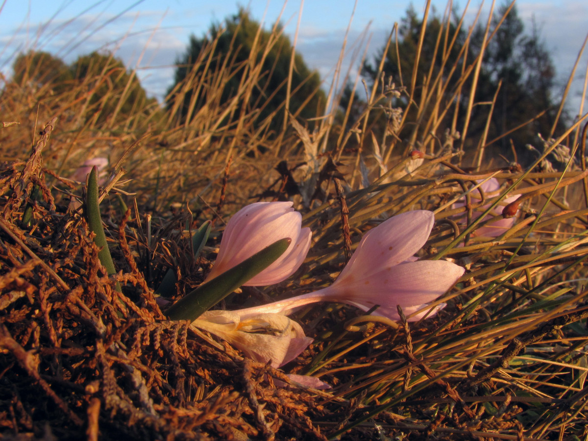 Изображение особи Colchicum triphyllum.