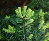 род Taxus