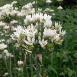 Allium ramosum. Соцветие с завязывающимися плодами. Амурская обл., Бурейский р-н, с. Виноградовка, огород. 23.07.2016.