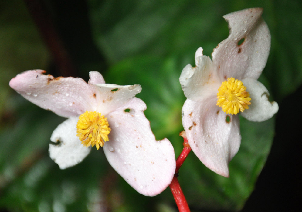 Image of Begonia venusta specimen.