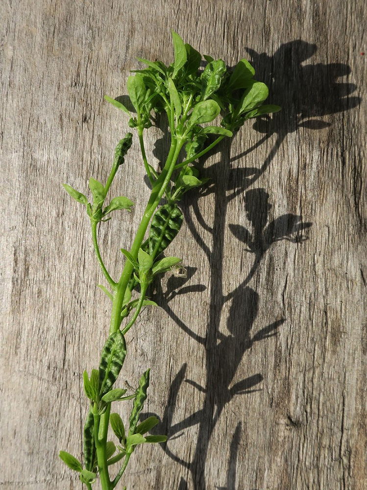 Image of Alliaria petiolata specimen.