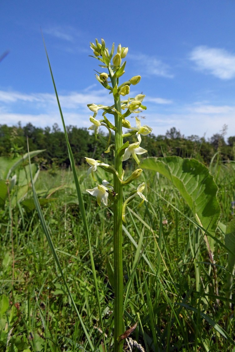 Image of Platanthera &times; hybrida specimen.