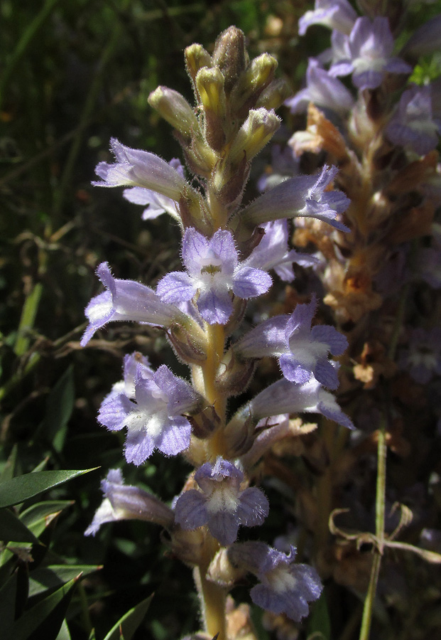 Image of Phelipanche ramosa specimen.