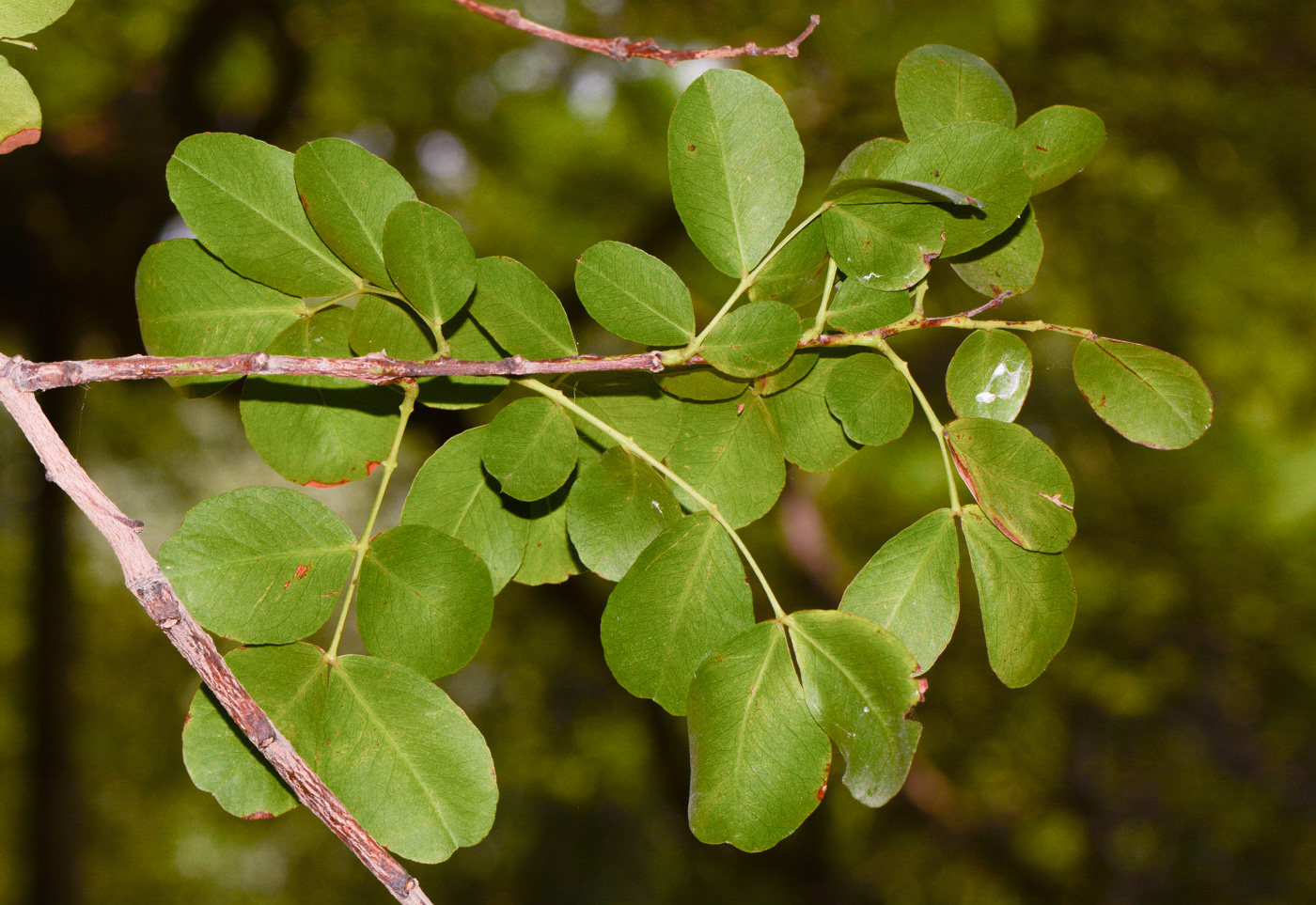 Image of Schotia latifolia specimen.