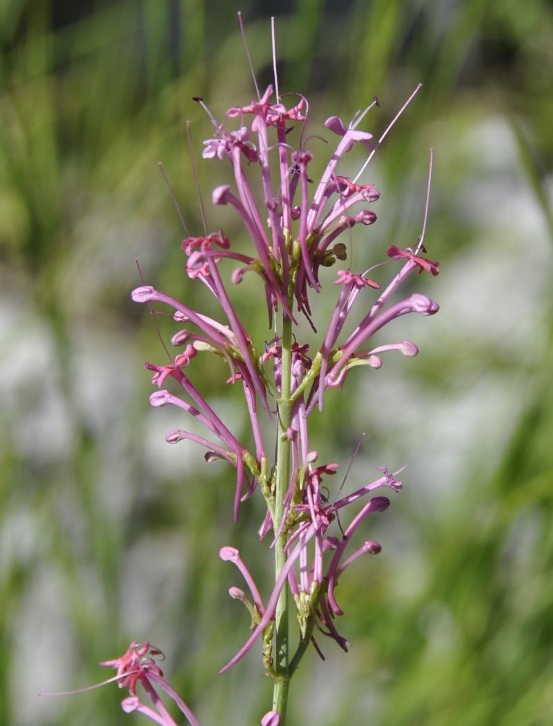 Изображение особи Centranthus longiflorus.