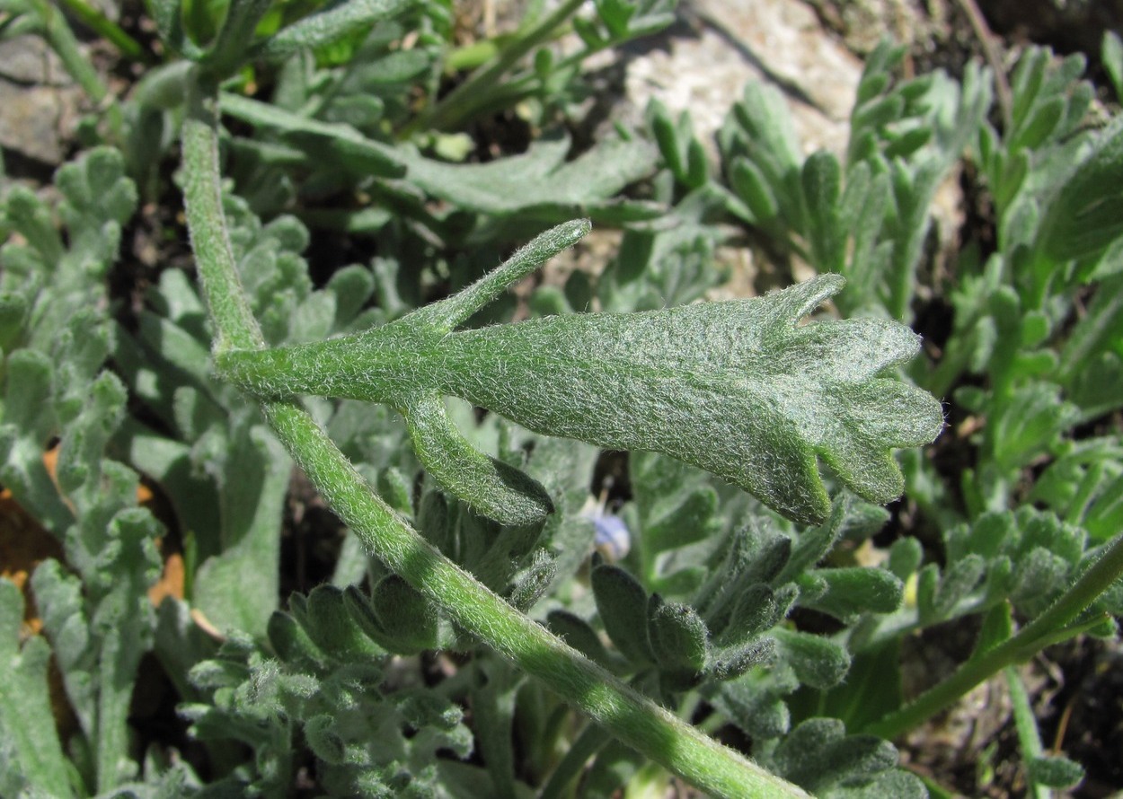 Image of Anthemis saportana specimen.