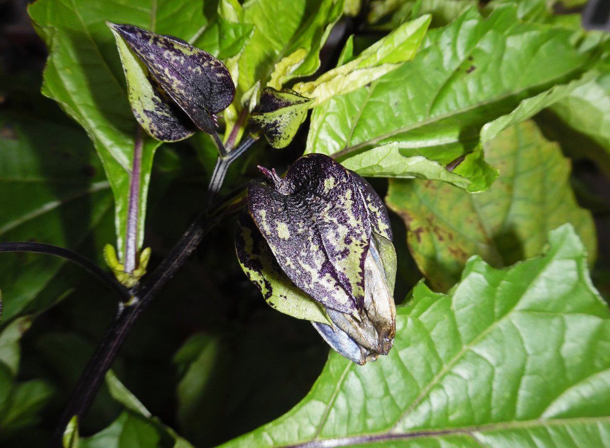 Изображение особи Nicandra physalodes.