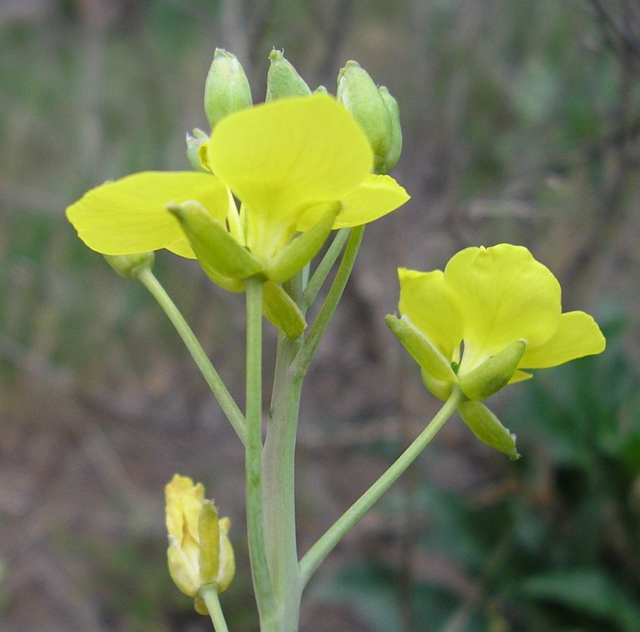 Image of Diplotaxis tenuifolia specimen.