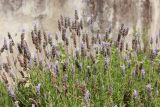 Lavandula dentata