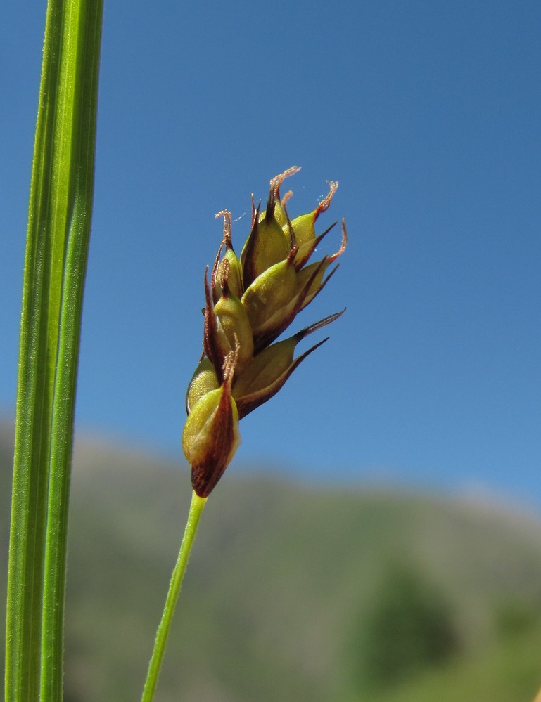 Image of genus Carex specimen.