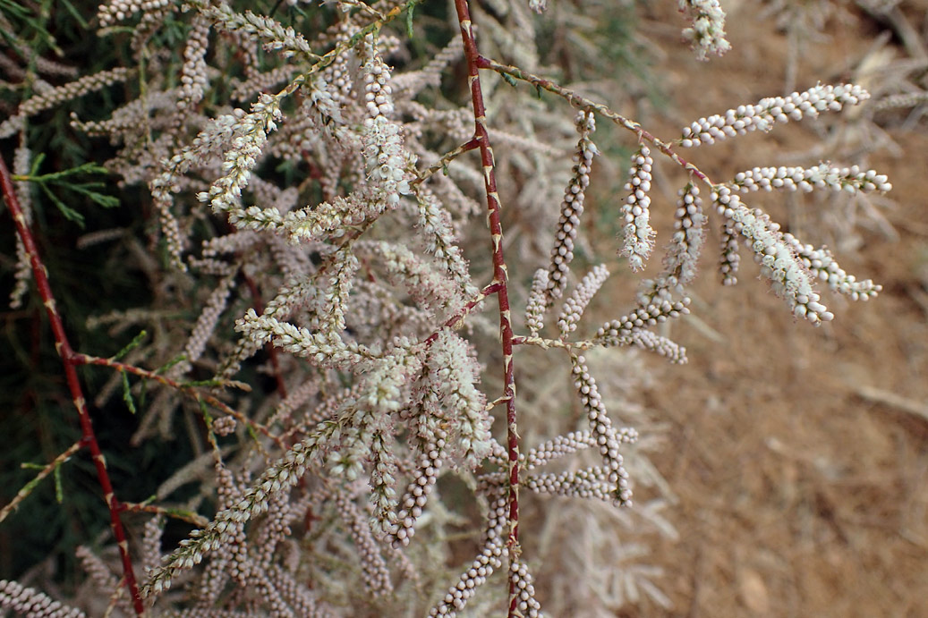 Image of Tamarix smyrnensis specimen.