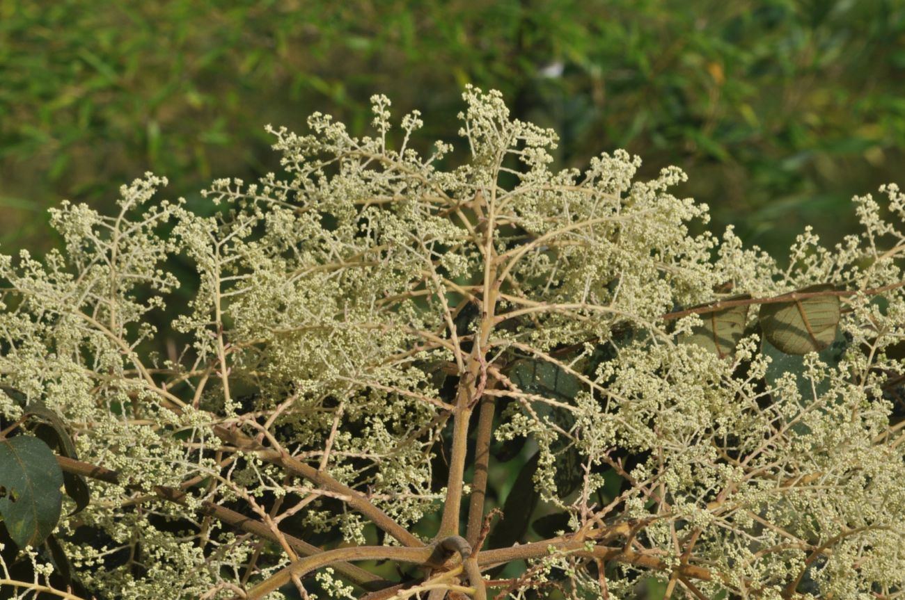 Image of Aralia dasyphylla specimen.