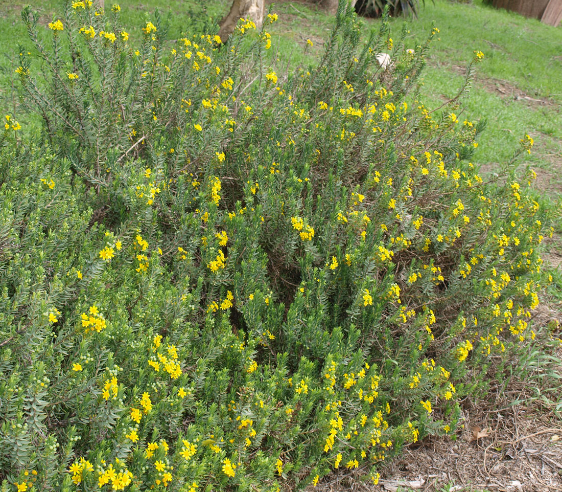 Image of Euryops lateriflorus specimen.