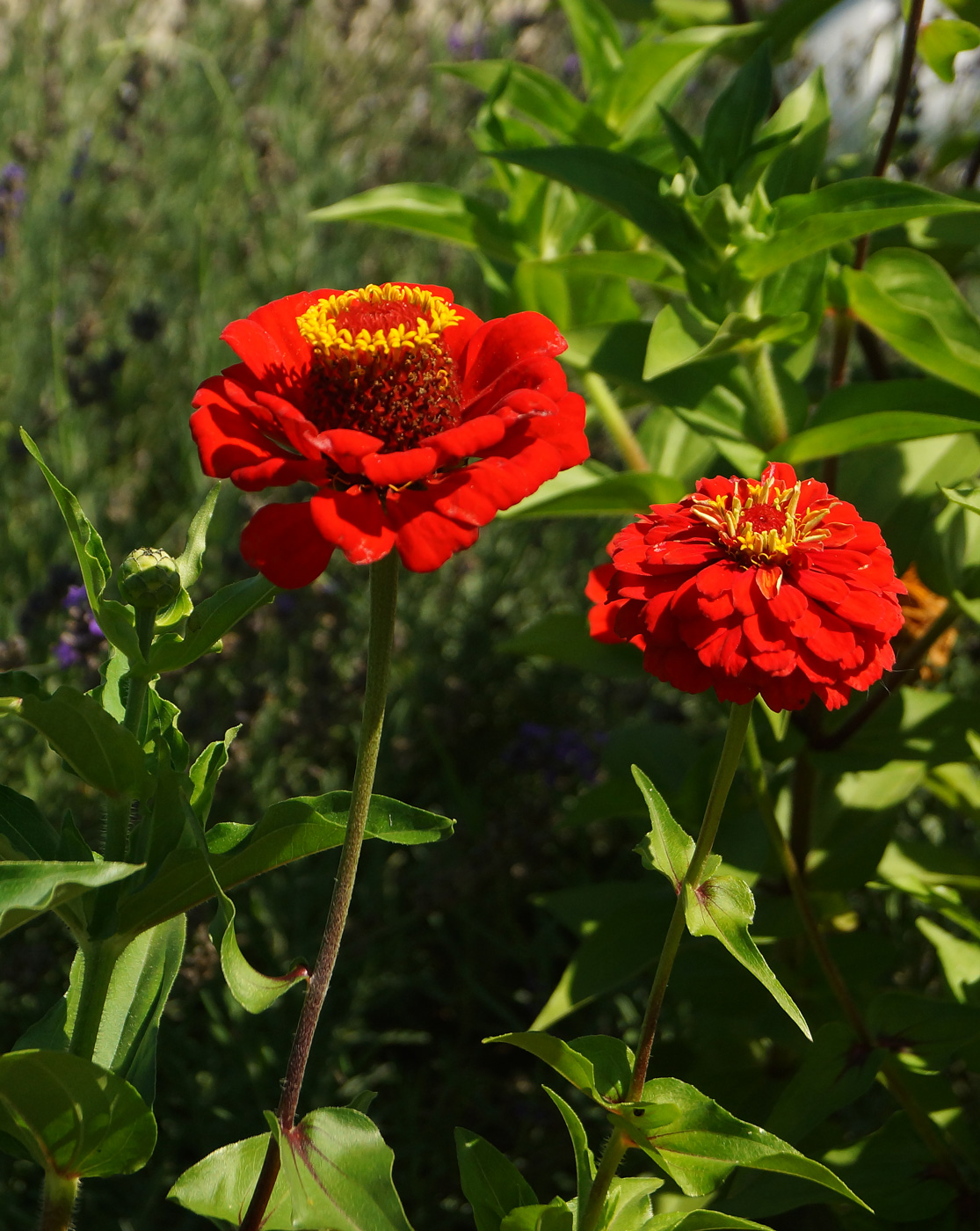 Image of Zinnia elegans specimen.