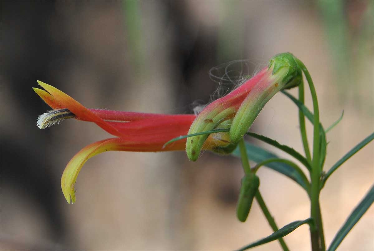 Image of Lobelia laxiflora specimen.