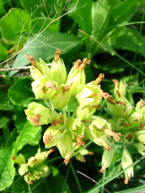 Image of Primula veris specimen.