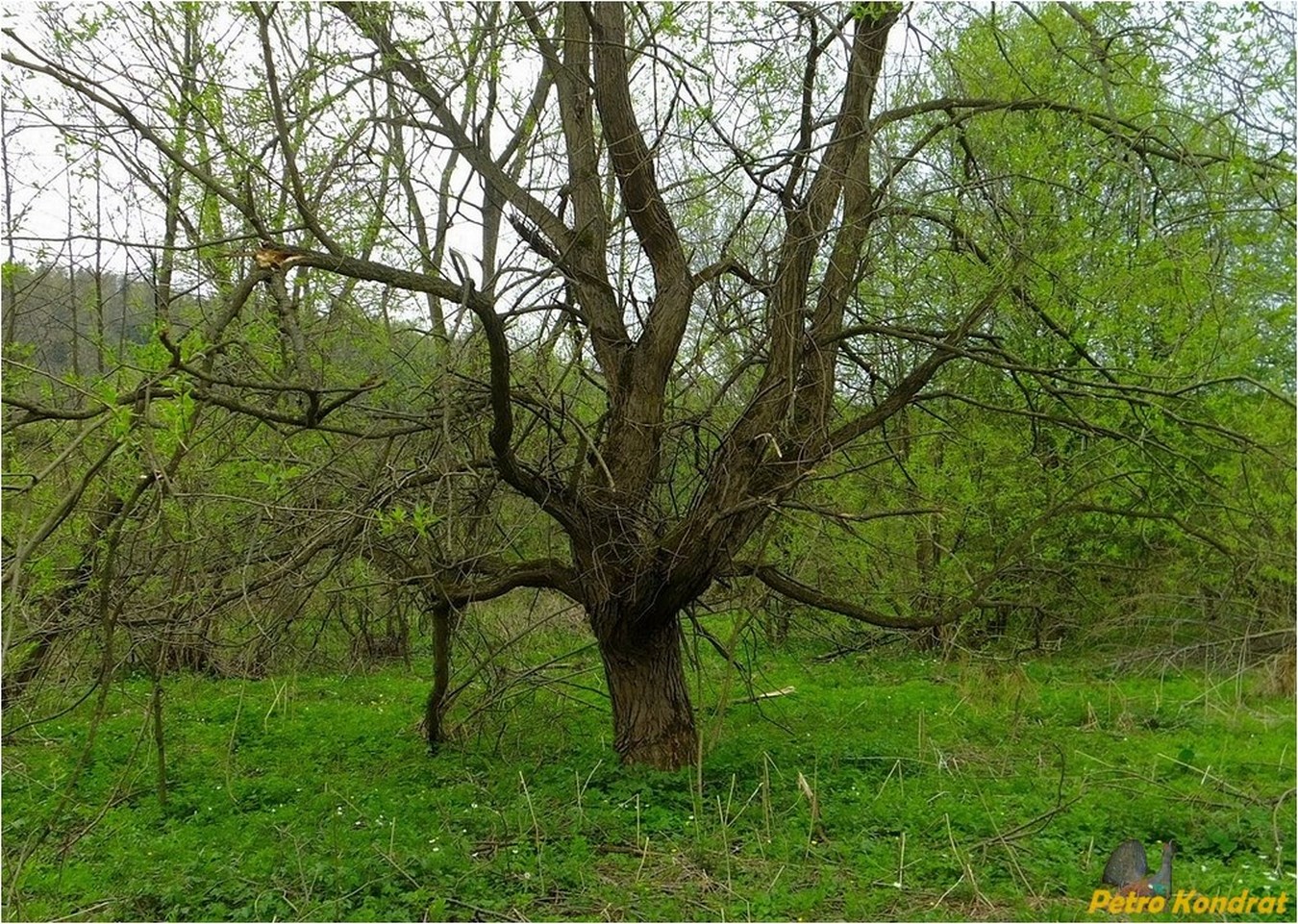 Image of Salix euxina specimen.