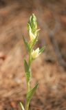 Cephalanthera epipactoides. Соцветие. Краснодарский край, Черноморское побережье Кавказа, м/о город-курорт Геленджик, хребет Туапхат, окр. Христовой щели, лес с доминированием Pinus pityusa. 8 мая 2016 г.