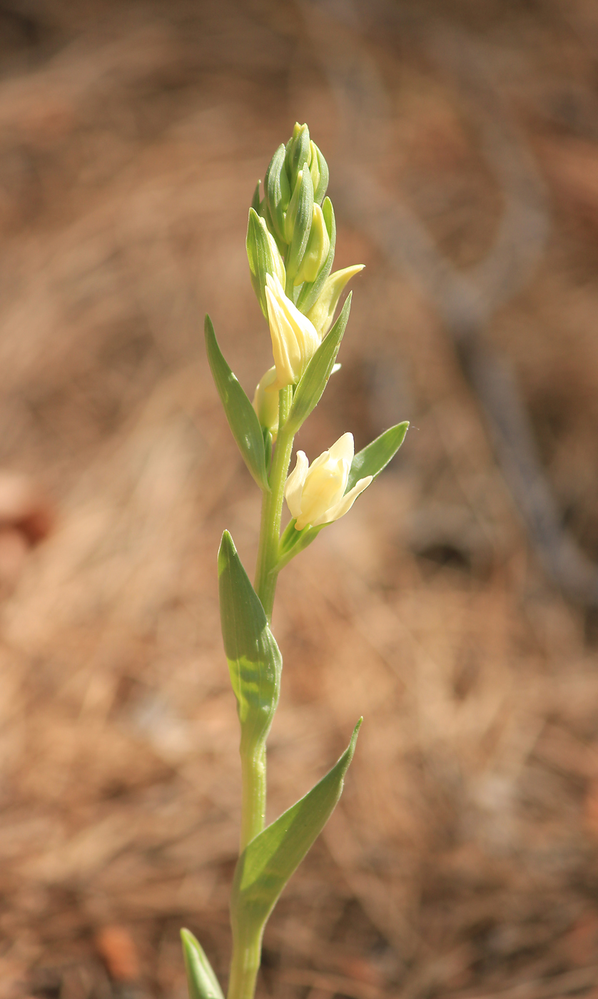 Image of Cephalanthera epipactoides specimen.