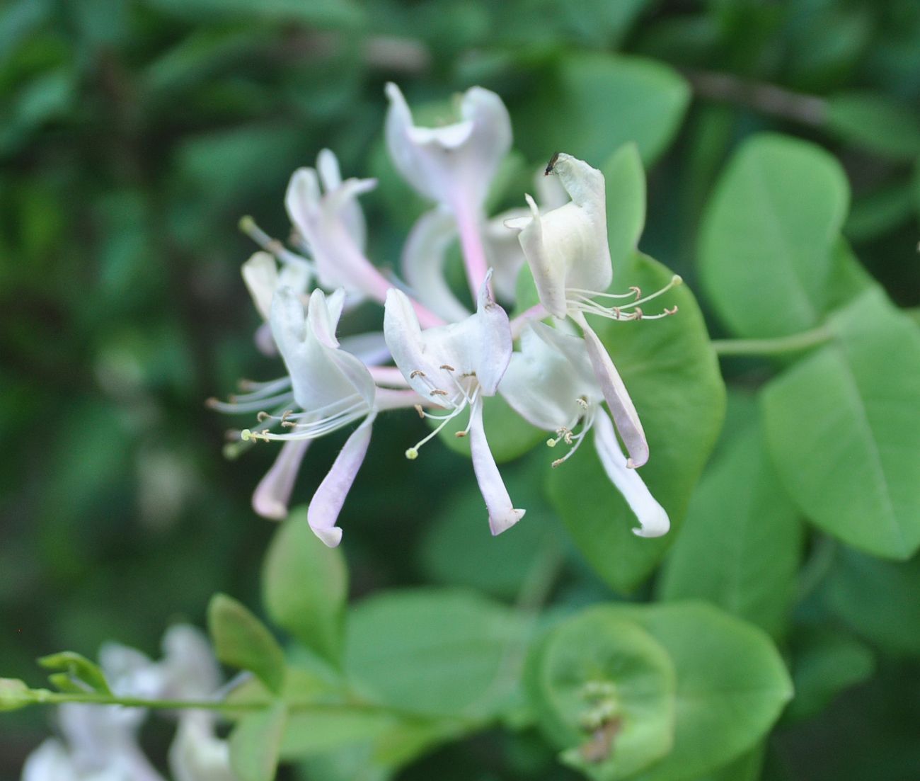 Image of Lonicera caprifolium specimen.