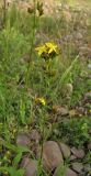 Hypericum montanum