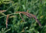 Echinochloa crus-galli