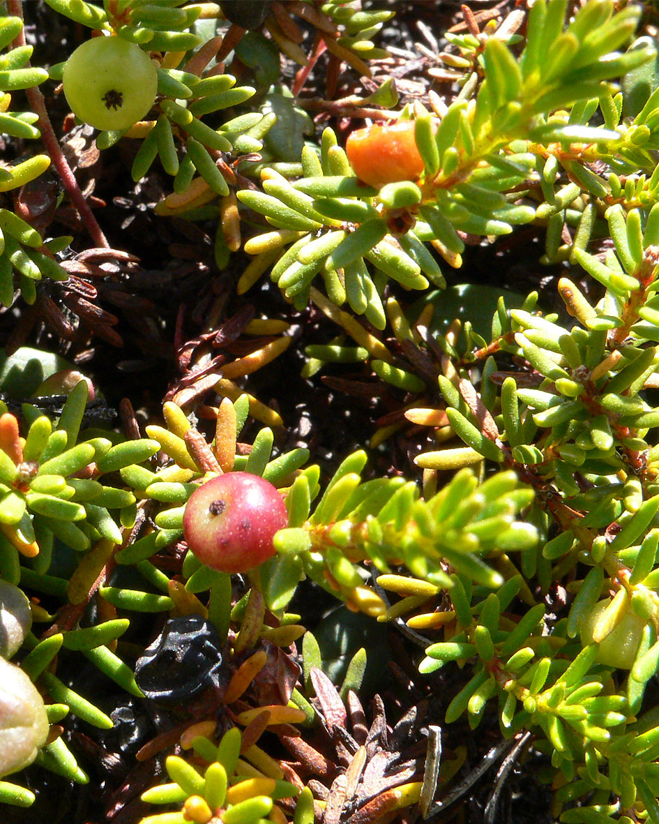 Image of Empetrum subholarcticum specimen.