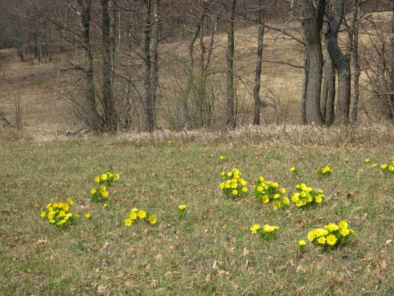 Изображение особи Adonis vernalis.