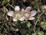 Anagallis tenella