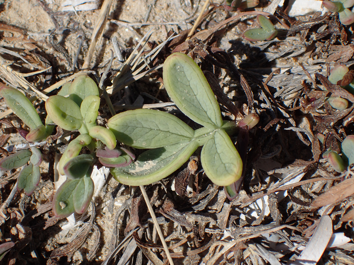 Image of Crithmum maritimum specimen.