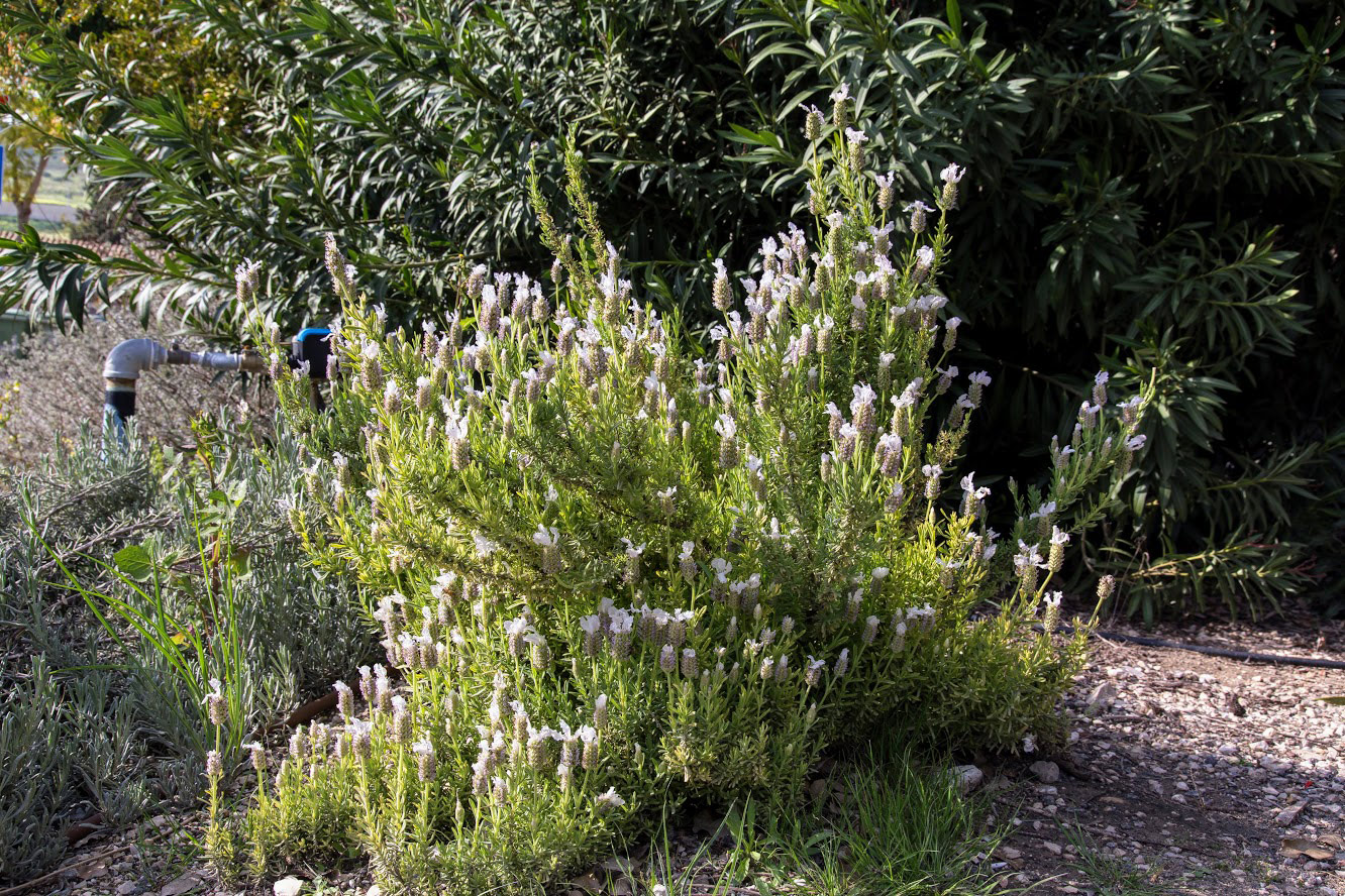 Image of Lavandula stoechas specimen.