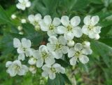 genus Crataegus. Соцветие. Тверская обл., г. Тверь, Заволжский р-н, набережная Афанасия Никитина, в озеленении. 23 мая 2019 г.