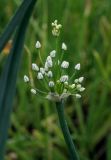 genus Allium