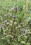 Gentianella lingulata. Верхушки цветущих растений (в сообществе с Poa sp., Cerastium sp., Vicia cracca). Мурманская обл., п-в Рыбачий, берег Бол. Волоковой бухты севернее м. Коровий, приморский луг на берегу ручья. 24.08.2019.