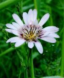 Tragopogon malikus