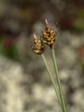 Смотреть изображение Carex arctogena