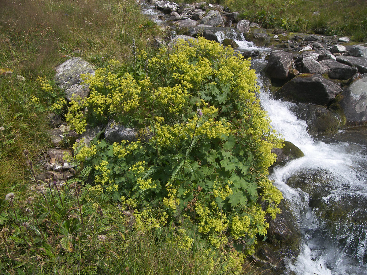 Image of Alchemilla urceolata specimen.