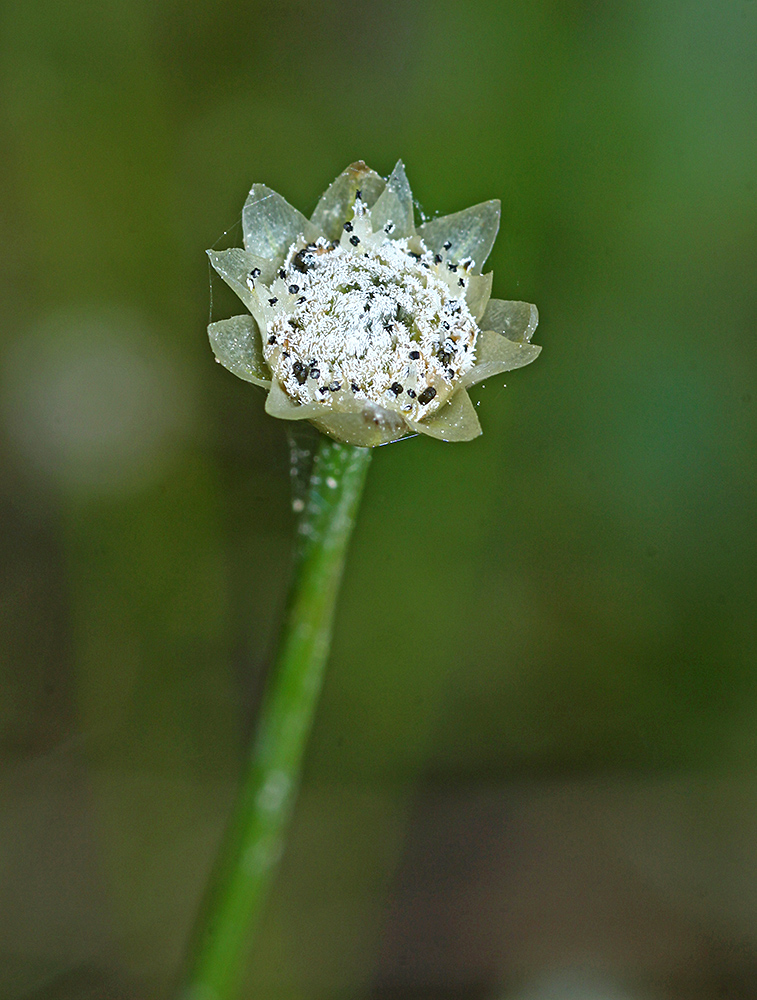 Изображение особи Eriocaulon decemflorum.