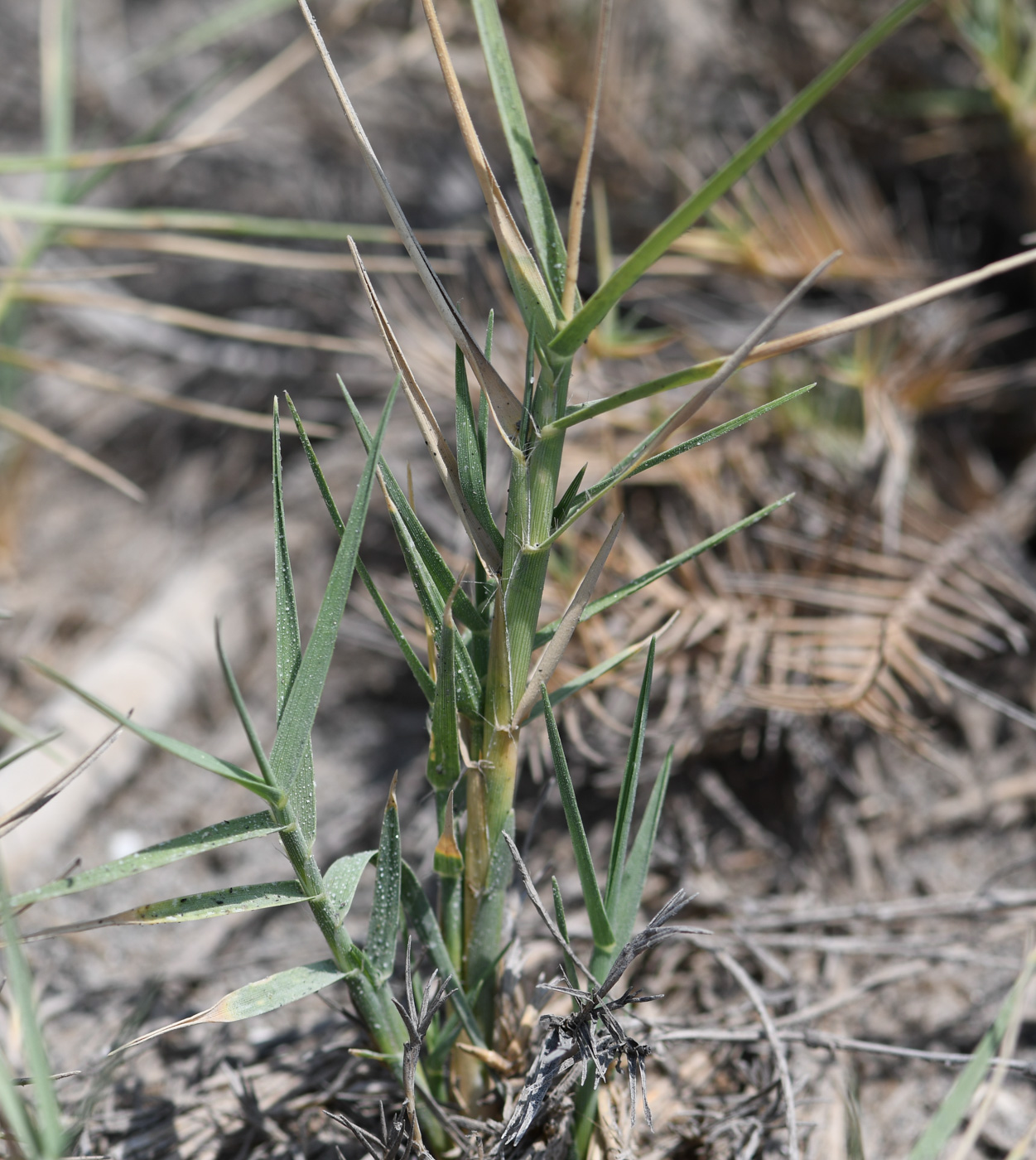 Image of Distichlis spicata specimen.