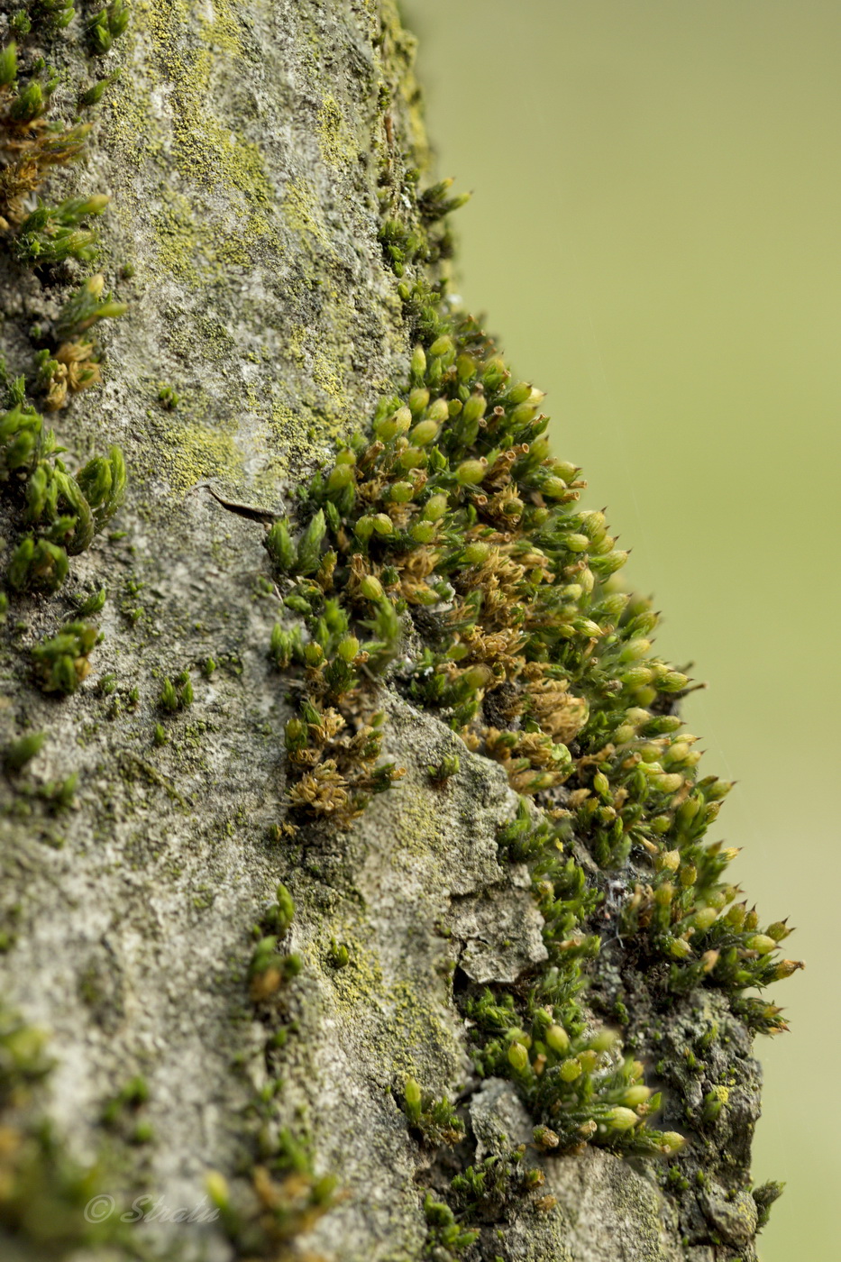 Image of genus Orthotrichum specimen.