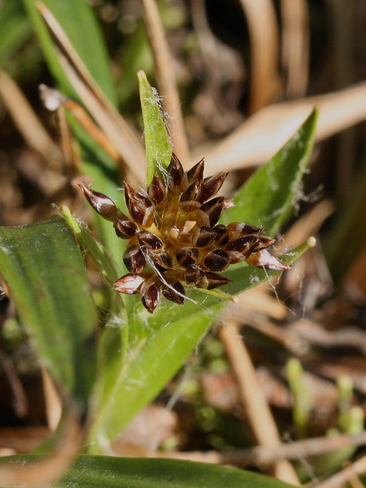 Image of Luzula pilosa specimen.