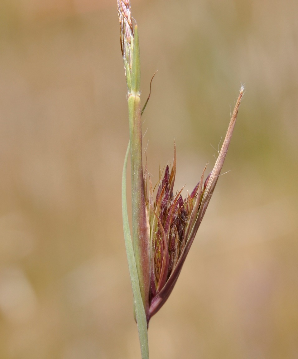 Image of Hyparrhenia hirta specimen.