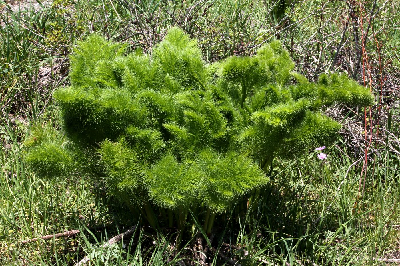 Image of Prangos pabularia specimen.