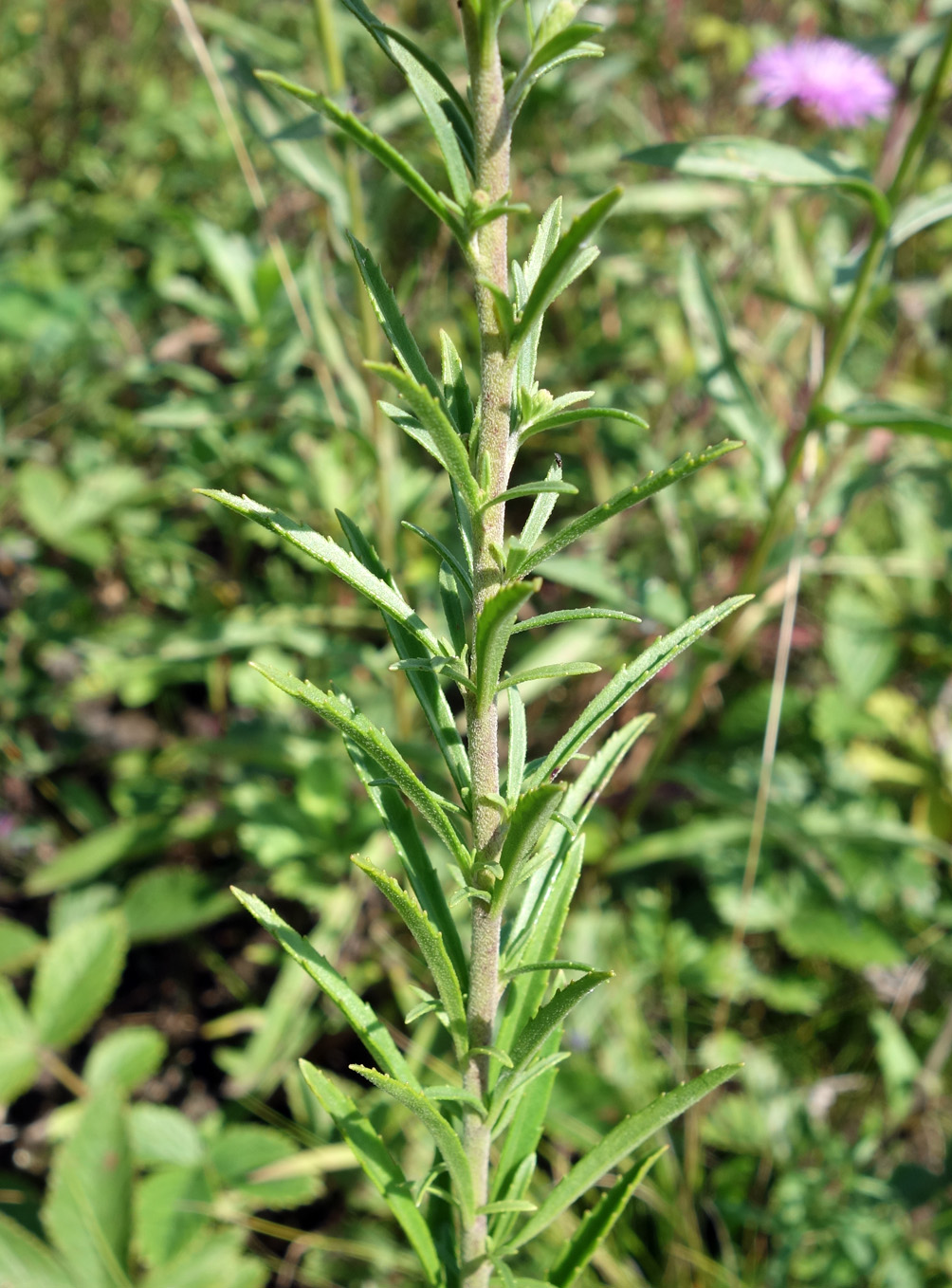 Image of Veronica linariifolia specimen.