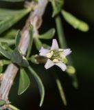 Lycium bosciifolium