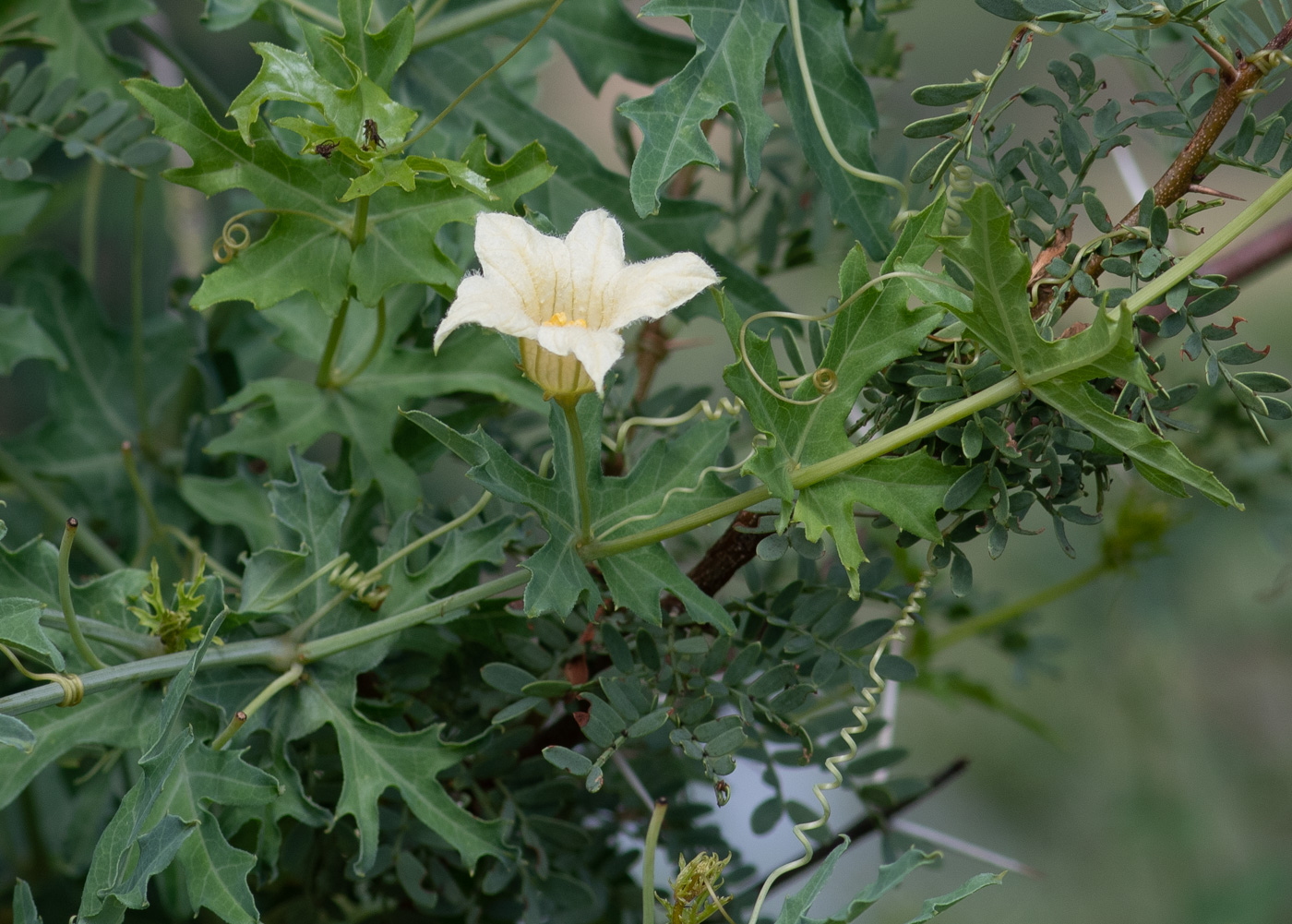 Image of Coccinia sessilifolia specimen.