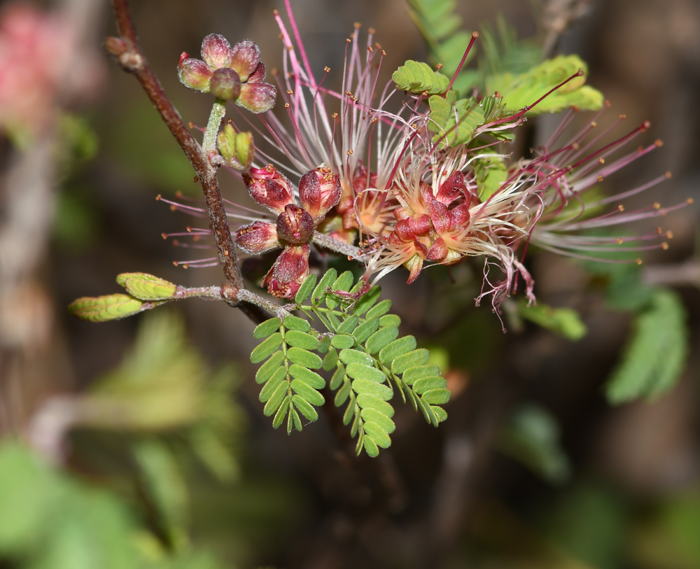 Image of Calliandra eriophylla specimen.