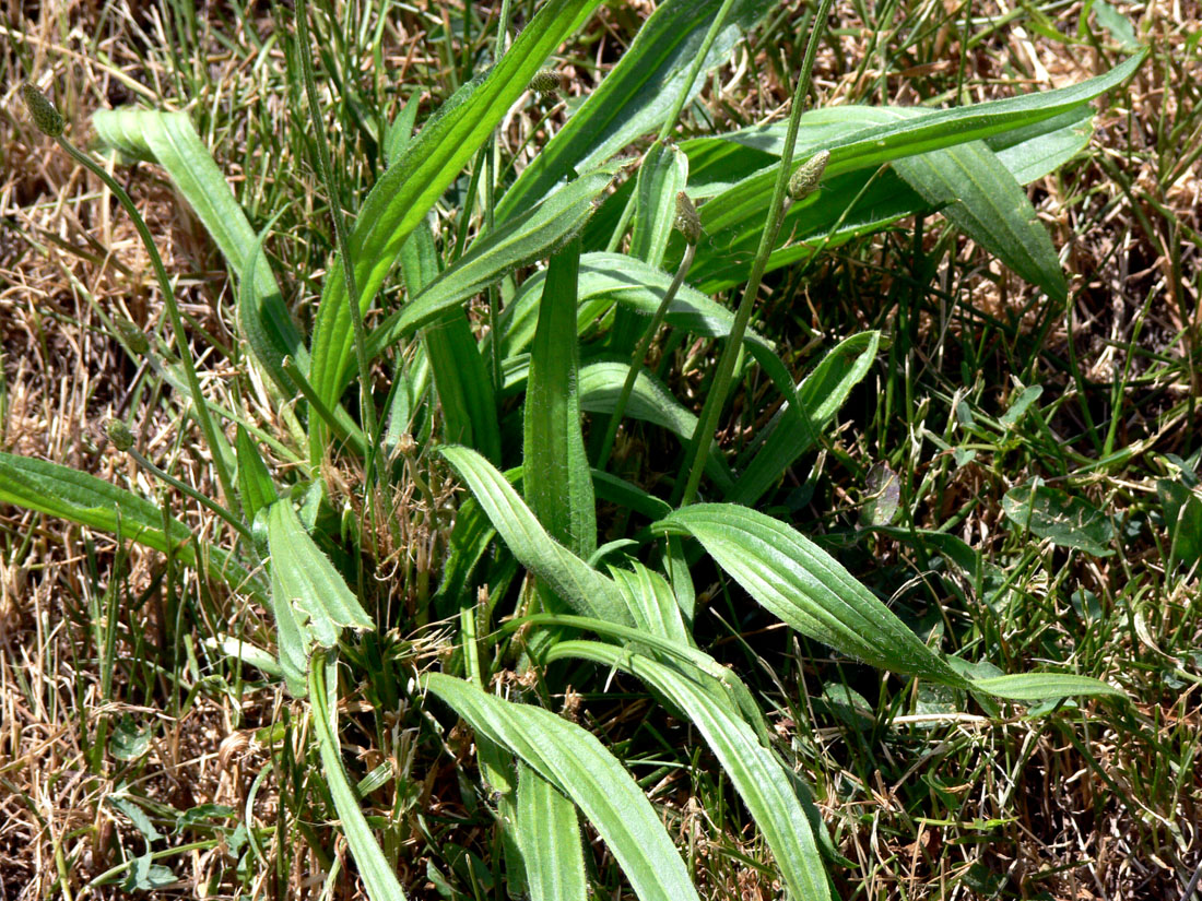 Изображение особи Plantago lanceolata.