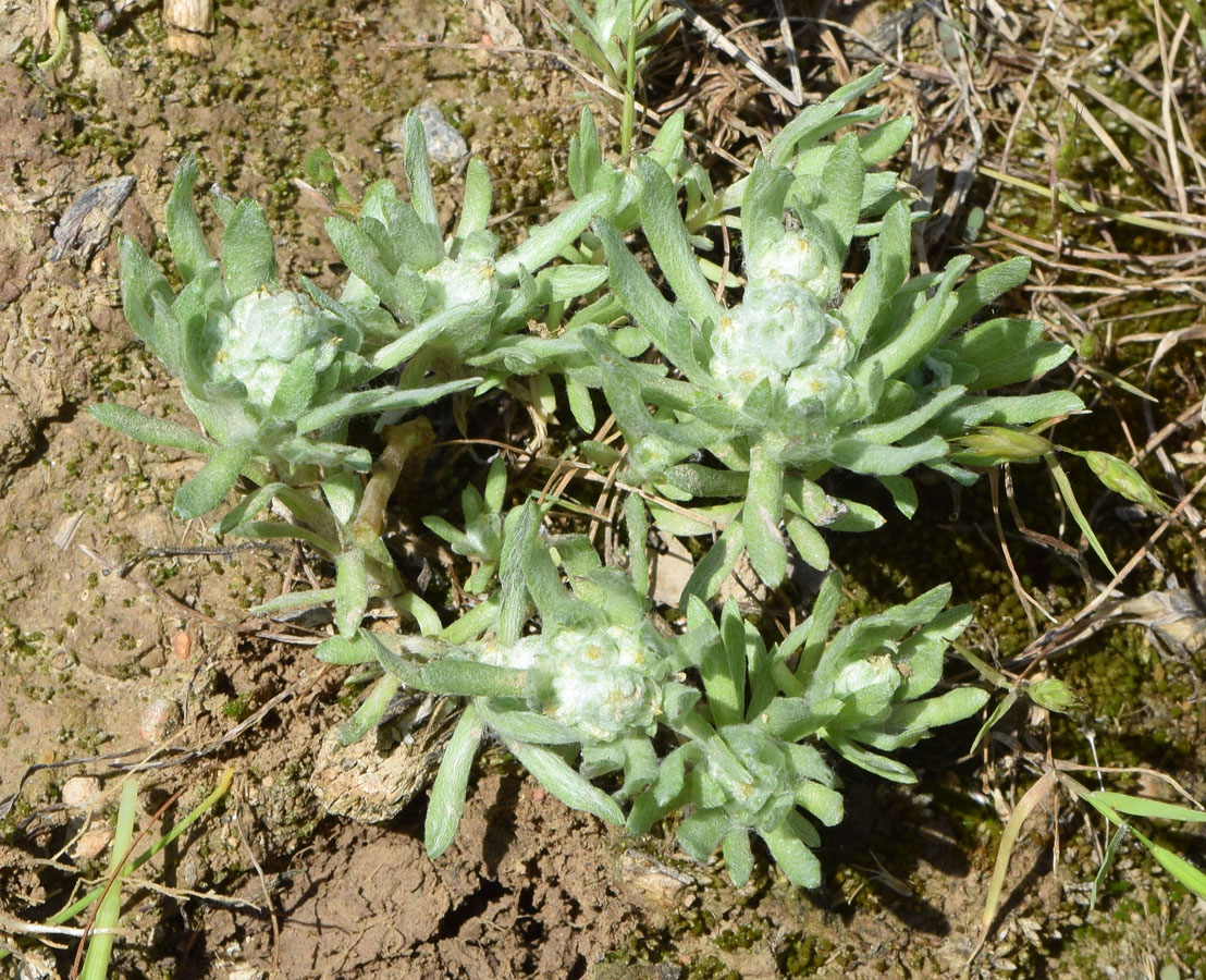 Image of Cymbolaena griffithii specimen.