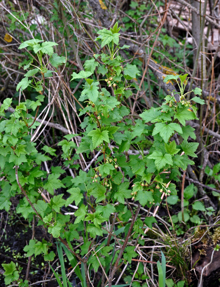 Image of Ribes nigrum specimen.